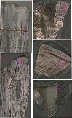 The influence of fluid inclusions, organics, and calcite fabric on trace element distributions in stalagmites